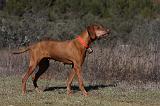 VIZSLA poil court 202